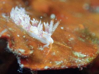 0813kumadorimino kiyama2.jpg