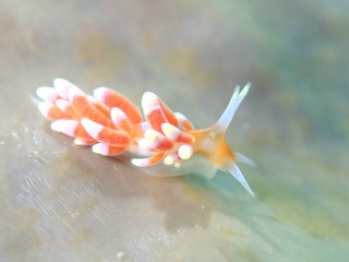 0815osyorominoka komuro.jpg