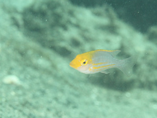 0818ITOFUEFUKI,yg uchiyama .jpg