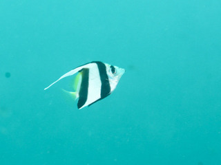 0818murehatatate uchiyama .jpg