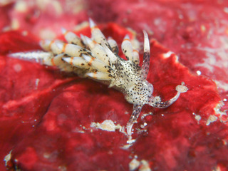 0820gomafumino nakamura.jpg