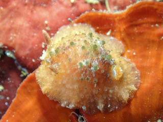 0822sannsikiumiushi kakegawa.jpg