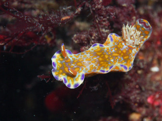 0825tenuunishikiumiushi nakamura.jpg