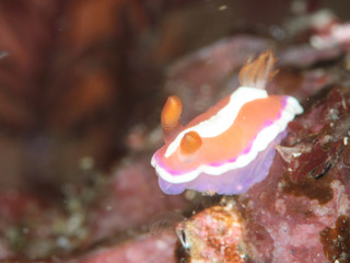 0827arari fukunaga.jpg