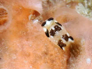 0831monngarakisewata suzuki.jpg