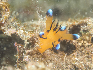 0831pika emi.jpg