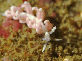 0903chigominoumiusi ichiduka.jpg