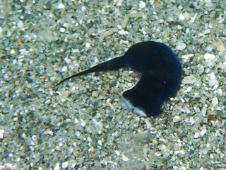 0903hyoumonstubame yamada.jpg