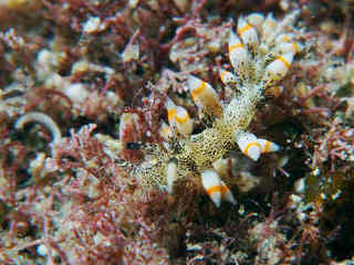0905gomafumino sogame.jpg