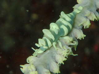 0908bisyamonebii kiyama1.jpg