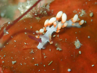 0908haregimino kiyama2.jpg