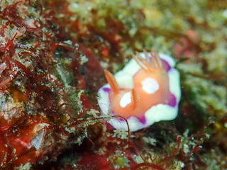 0908kiberiakairo kiyama2.jpg