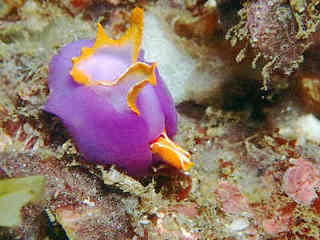 0909murasakiumiko araki.jpg