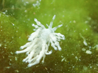 0909tenellia minor kiyama1.jpg