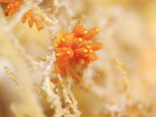 091416osyoromino suwa1.jpg