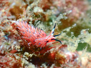 0914stumaguromino hashigami.jpg