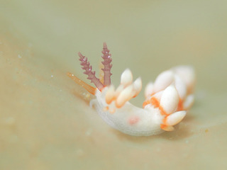 091616haregimino horii.jpg