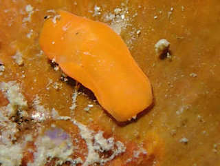 0916akakisewata araki.jpg