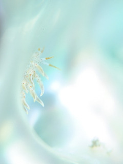 092216akaboshimino taka.jpg