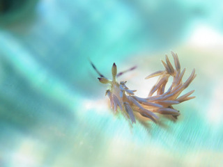 092216mukademino taka.jpg