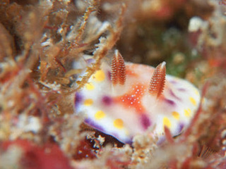 092316akanekomon aki.jpg