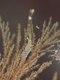 0927umikaramatsuebi fukunaga.jpg