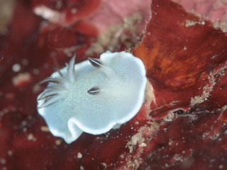 0928jiboga fukunaga.jpg