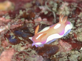 0928kiberiaka fukunaga.jpg