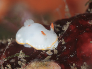 0928sirayuki fukunaga.jpg