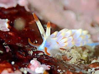 0929osyorominoumiusika yano.jpg