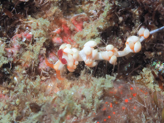 0930haregimino yoshida.jpg