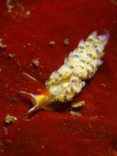 0930osyorominoumiusika nakamura1.jpg