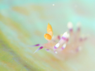 1002adeyakamino oomori.jpg