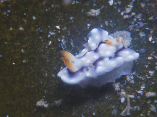 1007kikamoyou nakamura.jpg