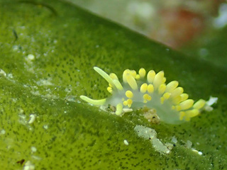 1007koganemino yoshi.jpg