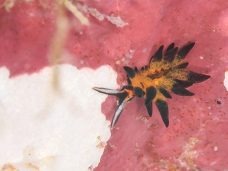 1007tumaguromo fukunaga.jpg