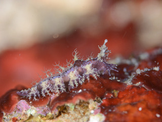 1008hancockia1 yano.jpg