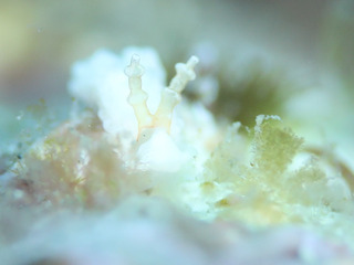 1008shiromino shiho.jpg