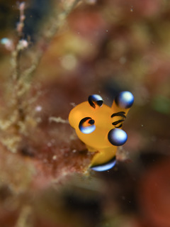 1022pikatyu iida.jpg