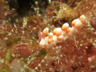 1025sakisimaminoka horii.jpg