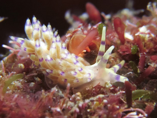 1025yubiwamino horii.jpg