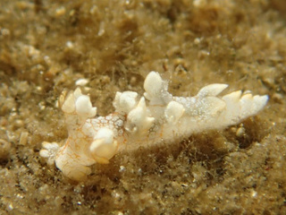 1027yubi hirase.jpg