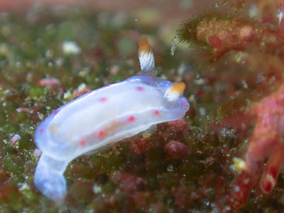 1029mikado.yg yoshida.jpg