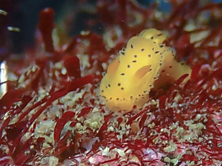 1101yaguruma iwasaki.jpg