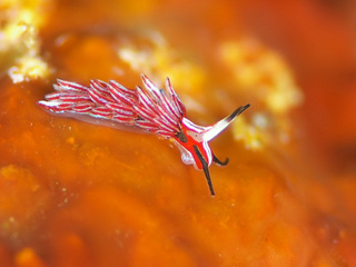 1102tumaguromino okano.jpg