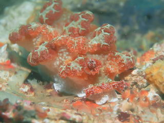 1103marioniarubura aki.jpg