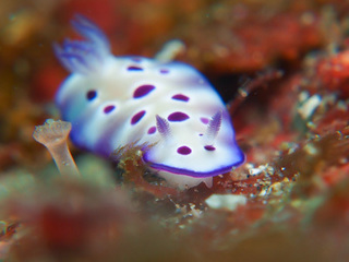 1104madarairo aki.jpg