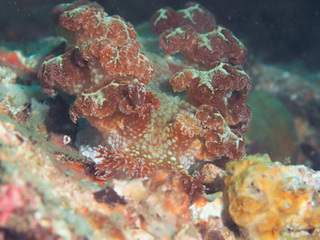 1104marioniarubura mori.jpg