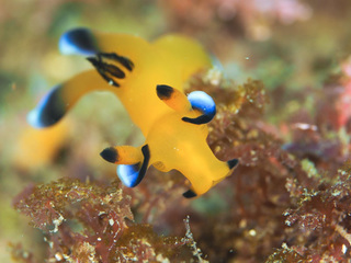 1104pikatyu mori.jpg