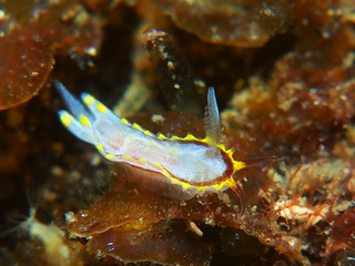 1107kotohimre.sp aki.jpg